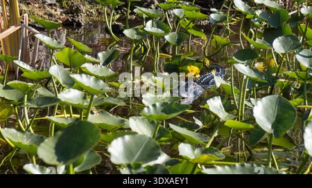 Alligator caché dans le parc national des lillies Everglades, Miami, Floride, États-Unis Banque D'Images