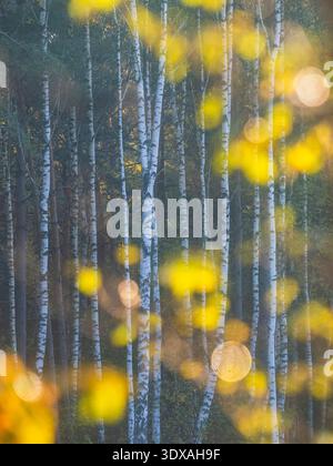 Grands arbres dans la forêt à la journée ensoleillée Banque D'Images