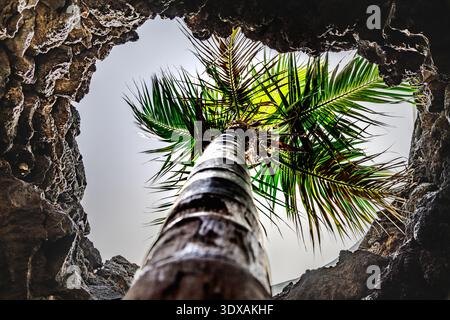 Prise de vue spectaculaire en bas angle d'un palmier encadré par des formations rocheuses volcaniques. Les frondes vertes luxuriantes contrastent avec la pierre sombre et texturée et les overcas Banque D'Images