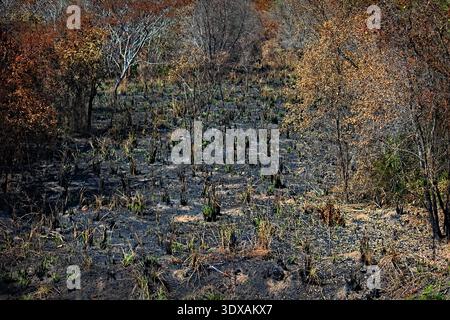 Vue d'une zone de végétation ​​low et d'arbres secs qui a récemment souffert d'un incendie, avec un sol sombre et des plantes carbonisées. Banque D'Images
