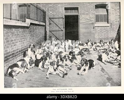 Grand groupe de foxhounds appartenant à la meute de chasse Cottesmore reposant sur un sol en béton à côté d'un bâtiment en brique et porte en fer, créant une scène de la culture historique de chasse au renard des sports du monde, avec des illustrations de dessins et de photographies d'Aflalo, Frederick G. (Frederick George), 1870-1918 date de publication 1905 Banque D'Images