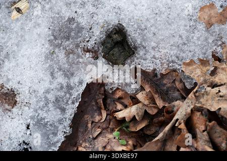 Le froid de l'hiver persiste alors que la neige fond parmi les feuilles tombées sur un sol forestier. Banque D'Images