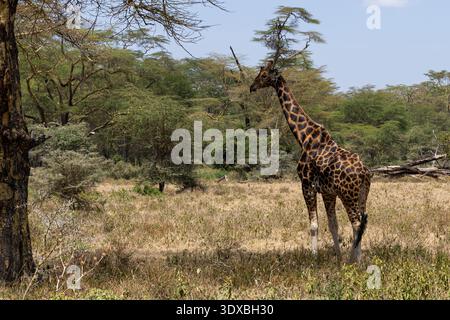 Girafe de Rothschild, Giraffa camelopardalis rothschildi, parc national du lac Nakuru, Kenya, Afrique Banque D'Images