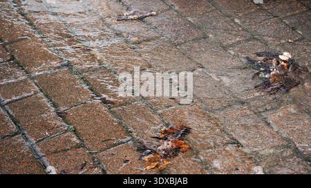 L'eau de pluie s'accumule dans une rue pavée, transportant des feuilles tandis qu'elle s'écoule doucement. Banque D'Images
