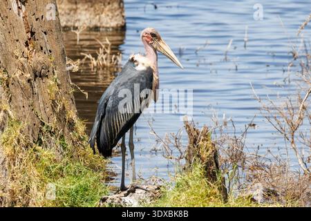 Cigogne de Marabou, Leptoptilos crumeniferus, parc national du lac Nakuru, vallée du Grand Rift, Kenya, Afrique Banque D'Images