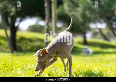 Chien Weimaraner jouant sur l'herbe verte dans le parc Banque D'Images