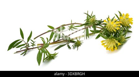 Fleurs communes de kidneyvetch isolées sur fond blanc Banque D'Images