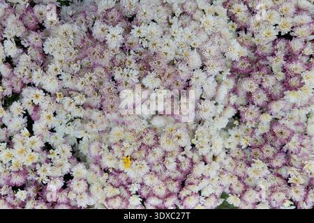 Fleurs de chrysanthème blanc et rose douces fleurissant densément créant une texture de fond florale d'automne délicate Banque D'Images