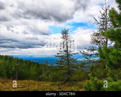 Les arbres se dressent grands dans une forêt avec vue sur les montagnes et un ciel nuageux dans l'après-midi. Le paysage montre différentes nuances de vert. Banque D'Images