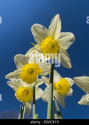 Vue en bas angle de jonquilles blanches et jaunes (narcisses) fleurissant contre un ciel bleu clair. Banque D'Images
