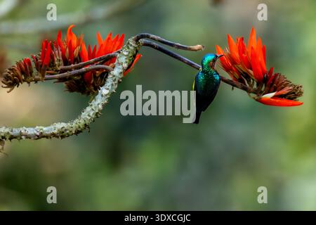 Sunbird mâle à joues rubis (Chalcoparia singalensis) perché sur une branche épineuse, montrant son plumage rouge vif et son bec courbé, photographié dans natura Banque D'Images