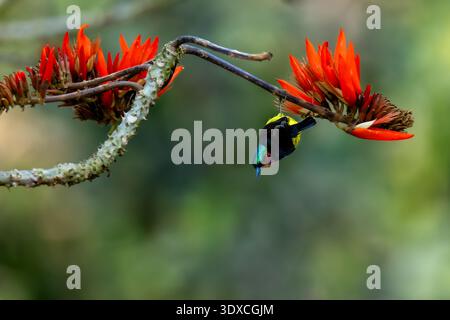 Sunbird mâle à joues rubis (Chalcoparia singalensis) perché sur une branche épineuse, montrant son plumage rouge vif et son bec courbé, photographié dans natura Banque D'Images