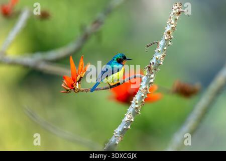 Sunbird mâle à joues rubis (Chalcoparia singalensis) perché sur une branche épineuse, montrant son plumage rouge vif et son bec courbé, photographié dans natura Banque D'Images