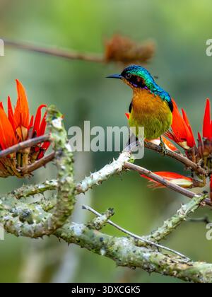 Sunbird mâle à joues rubis (Chalcoparia singalensis) perché sur une branche épineuse, montrant son plumage rouge vif et son bec courbé, photographié dans natura Banque D'Images