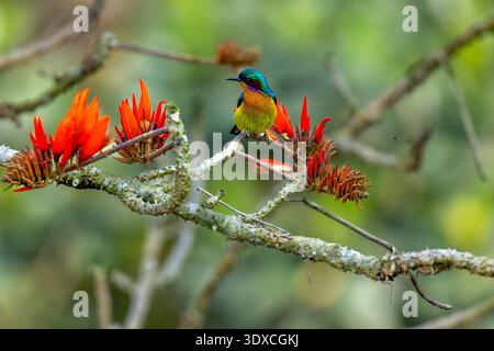 Sunbird mâle à joues rubis (Chalcoparia singalensis) perché sur une branche épineuse, montrant son plumage rouge vif et son bec courbé, photographié dans natura Banque D'Images