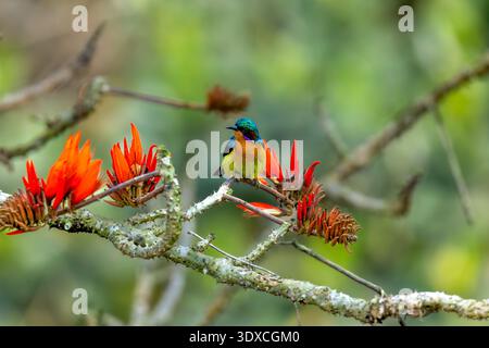 Sunbird mâle à joues rubis (Chalcoparia singalensis) perché sur une branche épineuse, montrant son plumage rouge vif et son bec courbé, photographié dans natura Banque D'Images