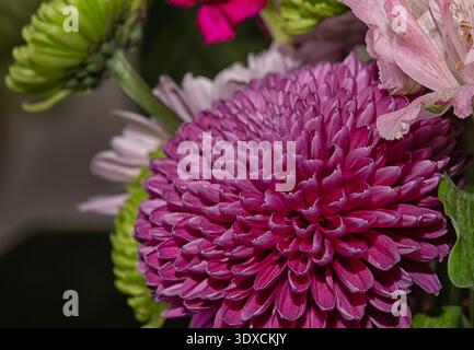 Un arrangement floral avec un chrysanthème violet Banque D'Images