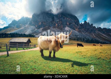 Vache écossaise Highland debout sur une prairie alpine dans les montagnes Banque D'Images