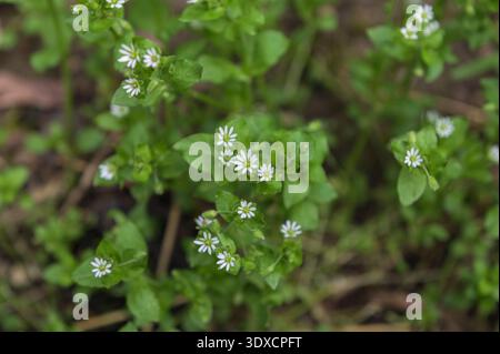 White Stellaria Media Flowers.au printemps, Stellaria Media pousse dans la nature. Banque D'Images