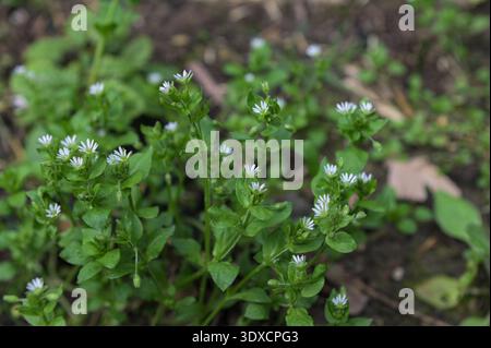 White Stellaria Media Flowers.au printemps, Stellaria Media pousse dans la nature. Banque D'Images