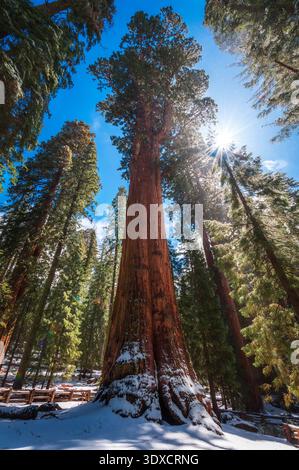 Vue vers le haut sur le célèbre General Sherman Tree, le plus grand arbre du monde en volume, entouré de séquoias imposants dans le parc national de Sequoia. Banque D'Images