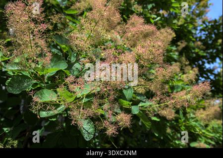 Le fumier, Cotinus coggygria, est un arbuste à feuilles caduques également connu sous le nom de fumier violet royal, smokebush, arbre fumé et arbre fumé violet. Banque D'Images