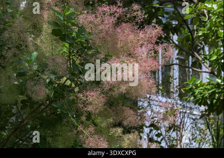 Le fumier, Cotinus coggygria, est un arbuste à feuilles caduques également connu sous le nom de fumier violet royal, smokebush, arbre fumé et arbre fumé violet. Banque D'Images