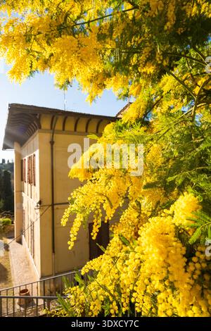 Des fleurs de mimosa jaune vif fleurissent près d'une maison à Florence, en Italie, pendant une journée ensoleillée Banque D'Images