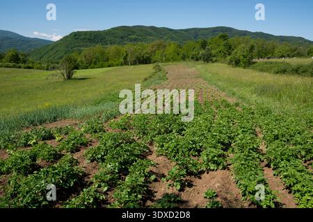 Rangées vertes luxuriantes de plants de pommes de terre poussant dans un champ agricole rural Banque D'Images