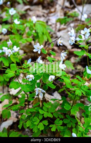 Isopyrum thalictroides, Isopyrum à feuilles de rue, Ranunculaceae. Plante sauvage tirée au printemps. Fausse anémone , anémone blanche comme floraison au début du printemps e Banque D'Images