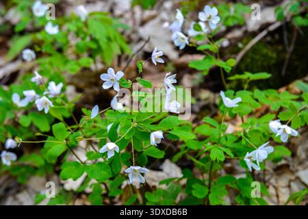 Isopyrum thalictroides, Isopyrum à feuilles de rue, Ranunculaceae. Plante sauvage tirée au printemps. Fausse anémone , anémone blanche comme floraison au début du printemps e Banque D'Images