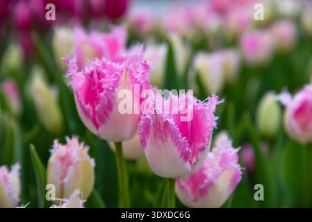 Deux tulipes frangées roses et blanches au premier plan, nettes, aux bords plumes, entourées de bokeh doux de la même variété. Banque D'Images