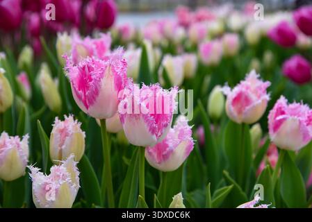 Des tulipes roses et blanches à franges aux bords plumeux remplissent le premier plan, avec des tulipes magenta profond et crème légèrement floues derrière. Banque D'Images
