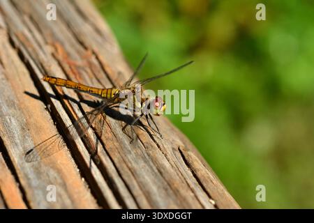 Chasseur au corps large, Libellula depressa .Hawker du Sud, Aeshna cyanea, suspendu à une lame Banque D'Images