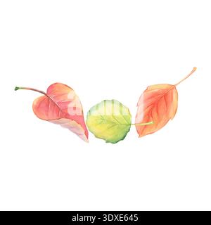 Feuilles d'automne. Définir. Jaune et rouge. Aquarelle. Banque D'Images