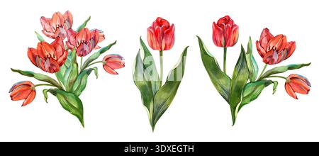 Ensemble botanique aquarelle peint à la main avec bouquets et une tulipe rouge avec des feuilles vertes. Cette élégante collection florale est parfaite pour Banque D'Images