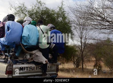 Hommes sénégalais sur une camionnette Mitsubishi dans le centre du Sénégal. Banque D'Images