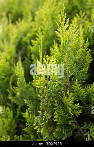 Une photo détaillée d'une plante de thuya vert vif. Le feuillage vibrant et de couleur citron vert est mis au point sur un arrière-plan doux et flou, créant un calme Banque D'Images