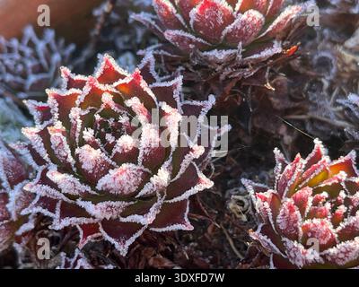 Grossissement de Sempervivum dans le givre Banque D'Images