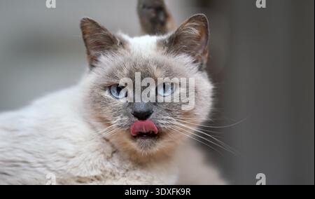 Chat gris plus âgé avec des yeux bleu perçant, langue dehors comme elle lécher son nez, détail gros plan Banque D'Images