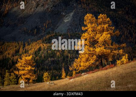 Les mélèzes dorés brillent sur la pente raide de la montagne au coucher du soleil d'automne, couleurs chaudes, paysage isolé paisible. Banque D'Images