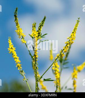 Steinklee ; Melilotus officinalis, ; Banque D'Images
