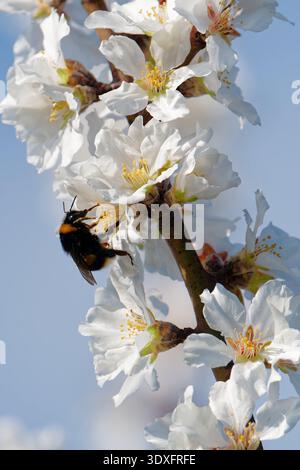 Ludwigshafen, Allemagne. 03 mars 2026. Un bourdon recueille le nectar des fleurs d'un amandier. Crédit : Uwe Anspach/dpa/Alamy Live News Banque D'Images