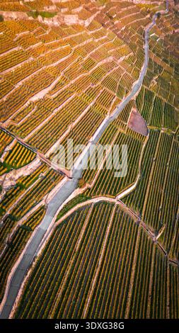 Vue aérienne des vignobles en terrasses descendant la colline, divisée par un ruisseau étroit, créant un contraste étonnant de tons terreux et vibrant gr Banque D'Images