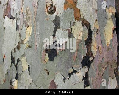 Gros plan de l'écorce pelable d'un London plane Banque D'Images