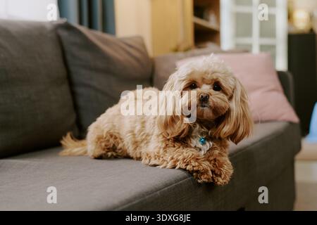Petit chien moelleux allongé sur un canapé à l'air détendu dans le confortable salon de la maison Banque D'Images