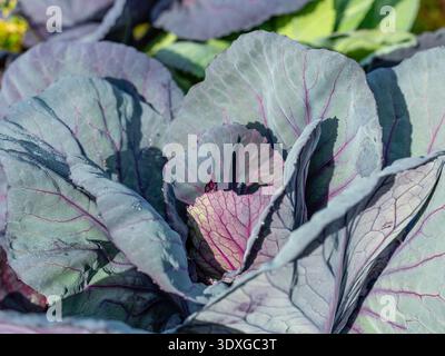 plante de chou rouge cultivée dans un jardin traditionnel Banque D'Images