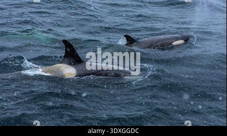 Des orques (Orcinus Orca) ou des épaulards font surface dans l'océan ou la mer alors qu'il neige en Antarctique Banque D'Images