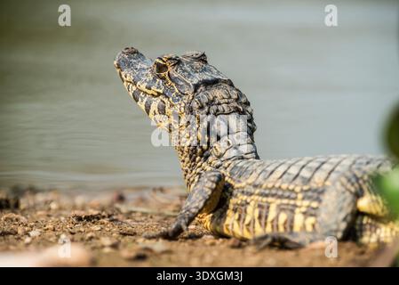 Caïman à museau large, (Caiman latirostris) bébé, Pantanal, Mato Grosso, Brésil. Banque D'Images
