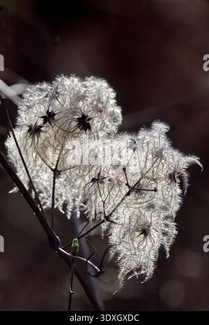 La joie du voyageur (Clematis vitalba) au début du printemps, également connue sous le nom de la barbe du vieil homme. Banque D'Images